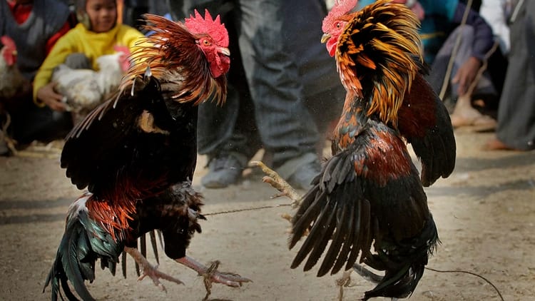 ĐÁ GÀ C1 TRỰC TIẾP HÔM NAY THÁNG 11/2023 1 Tổng hợp các loại đá gà hay nhất